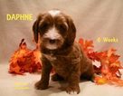 Small Photo #7 Australian Labradoodle Puppy For Sale in ANDOVER, MN, USA