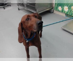 Redbone Coonhound Dogs for adoption in Waco, TX, USA
