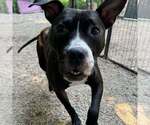 Small #13 American Pit Bull Terrier-Great Dane Mix