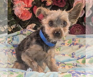 Mutt Dogs for adoption in Bon Carbo, CO, USA