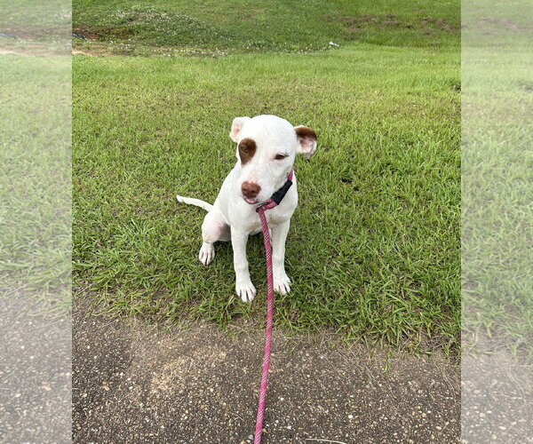 Medium Photo #5 Mutt Puppy For Sale in Monticello, MS, USA