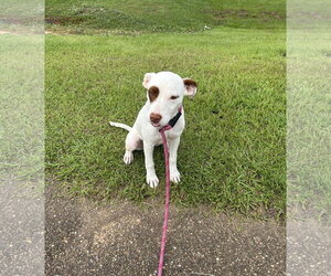 Molleigh - Female Mutt Dog for Adoption - Photo #5