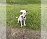 Small #4 Mutt