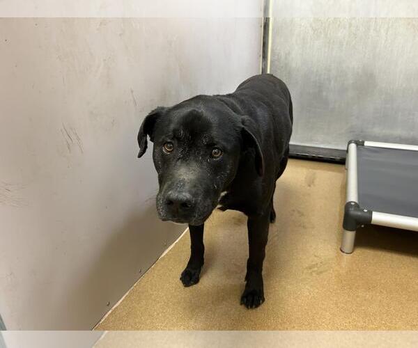 Medium Photo #1 American Pit Bull Terrier-Labrador Retriever Mix Puppy For Sale in Martinez, CA, USA