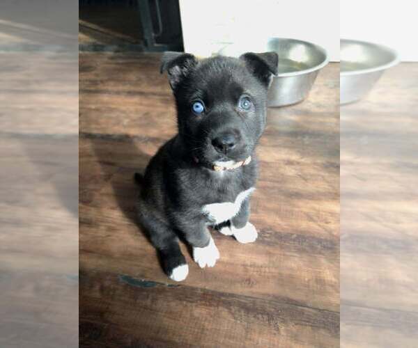 Medium Photo #4 Siberian Husky-Unknown Mix Puppy For Sale in Raleigh, NC, USA