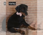 Small #5 Doberman Pinscher
