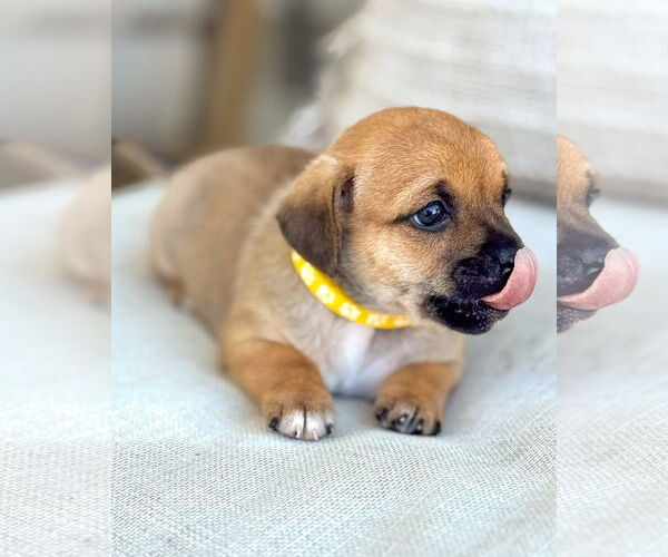 Medium Photo #4 Chihuahua-Unknown Mix Puppy For Sale in Corona, CA, USA