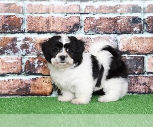 Zuchon Puppy for sale in BEL AIR, MD, USA