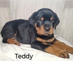 Puppy Teddy Rottweiler