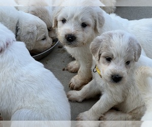 Pyredoodle Puppy for Sale in HOSCHTON, Georgia USA