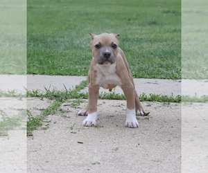 American Bully Puppy for sale in CHAMPAIGN, IL, USA