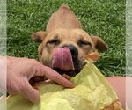 Small Photo #18 American Staffordshire Terrier-Labrador Retriever Mix Puppy For Sale in Unionville, PA, USA