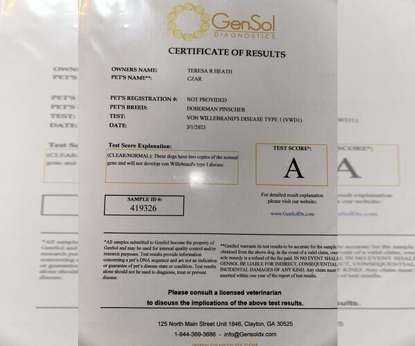 Medium Photo #8 Doberman Pinscher Puppy For Sale in KERNERSVILLE, NC, USA