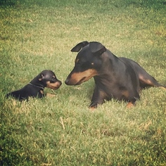 Manchester Terrier (Toy) Puppy for sale in ROUND ROCK, TX, USA