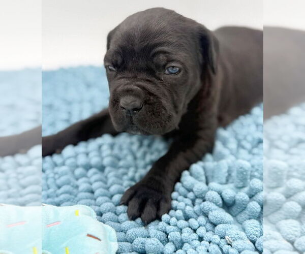 Medium Photo #1 Mutt Puppy For Sale in Brooklyn, NY, USA