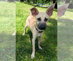 Small #2 Chihuahua Mix