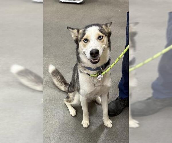 Medium Photo #1 Siberian Husky Puppy For Sale in Forestville, MD, USA