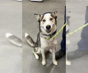 Siberian Husky Dogs for adoption in Forestville, MD, USA