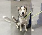 Small Siberian Husky
