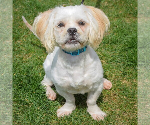 Medium Photo #7 Shih Tzu Puppy For Sale in Huntley, IL, USA