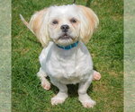 Small #6 Shih Tzu