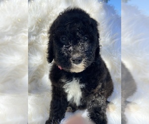 Poodle (Standard) Puppy for sale in FREDERICKTOWN, MO, USA