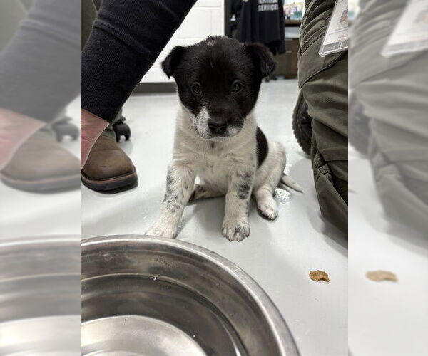 Medium Photo #1 Mutt Puppy For Sale in Temple, TX, USA