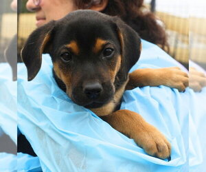 Rottweiler-Unknown Mix Dogs for adoption in San Antonio, TX, USA