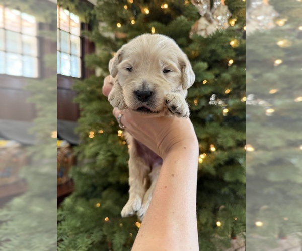 Medium Photo #1 Goldendoodle Puppy For Sale in ALAMEDA, CA, USA