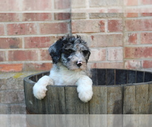 F2 Aussiedoodle Puppy for Sale in KINSTON, North Carolina USA