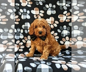 Medium Cavapoo