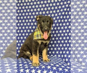 German Shepherd Dog Puppy for sale in KIRKWOOD, PA, USA