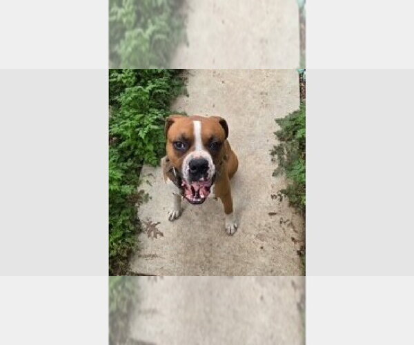 Medium Photo #2 Boxer Puppy For Sale in Austin, TX, USA