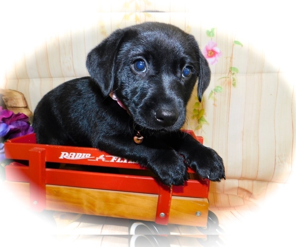 Medium Photo #3 Jack Russell Terrier-Labrador Retriever Mix Puppy For Sale in HAMMOND, IN, USA