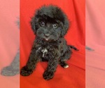 Small #4 Cavalier King Charles Spaniel-Poodle (Toy) Mix