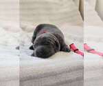 Puppy 2 Labrador Retriever