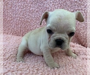 French Bulldog Puppy for sale in JOHNS ISLAND, SC, USA