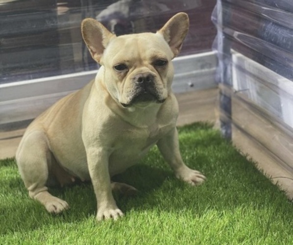 Medium Photo #1 French Bulldog Puppy For Sale in DENTON, TX, USA