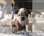 Small Photo #3 Bulldog Puppy For Sale in GLENDALE, AZ, USA