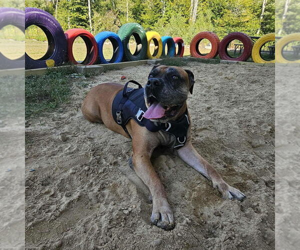 Medium Photo #4 Bullmastiff Puppy For Sale in Bullard, TX, USA