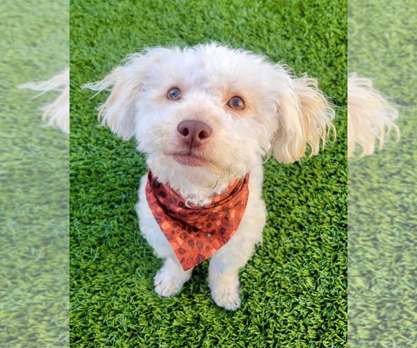 Medium Photo #2 Poodle (Miniature)-Unknown Mix Puppy For Sale in Corona, CA, USA
