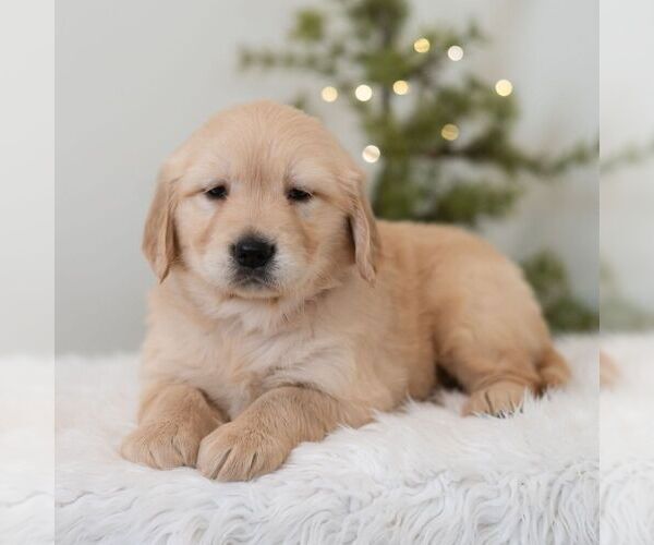 Medium Photo #6 Golden Retriever Puppy For Sale in NEWPORT, PA, USA