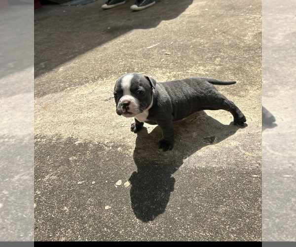 Medium Photo #4 American Bully Puppy For Sale in HOUSTON, TX, USA