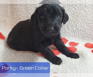 Goldendoodle Puppy for sale in AIKEN, SC, USA