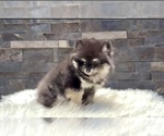 Small #6 Pomeranian
