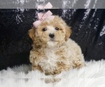 Puppy Alessia F1 Maltipoo