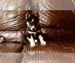 Small Photo #6 Siberian Husky Puppy For Sale in CLERMONT, FL, USA