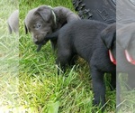 Small #18 Labrador Retriever