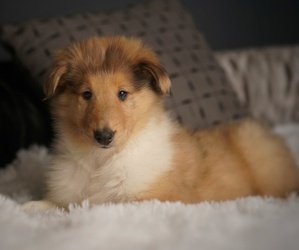 Collie Puppy for Sale in PILOT, Virginia USA