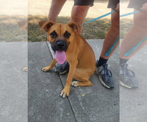 Boxer Dogs for adoption in Dallas, TX, USA
